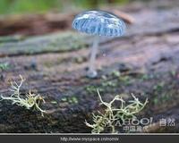 炫藍蘑菇