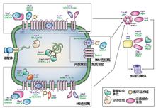 分子伴侶