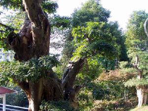 綠蘿植物園