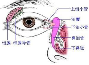 淚腺囊腫