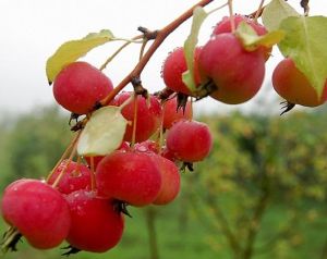 柰，蘋果的一個品種，通稱“柰子”，也稱“花紅”