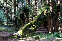 阿里山神木群