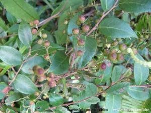 小果米飯花