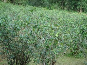 馬鞍山自然村[雲南省昆明市盤龍區阿子營鄉下轄村]