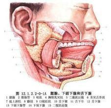 鰓裂囊腫切除術