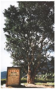倖存的古老過渡型古茶樹