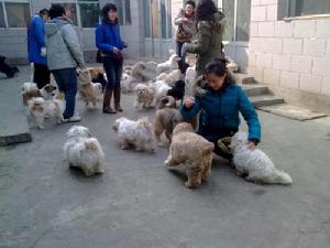 關注流浪動物