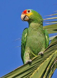 紅額亞馬遜鸚鵡指名亞種