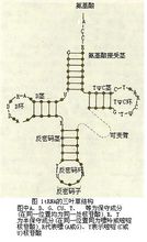 tRNA的三葉草結構