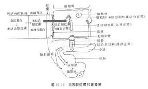 先天性非溶血性黃疸