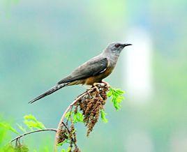 子規[杜鵑鳥]