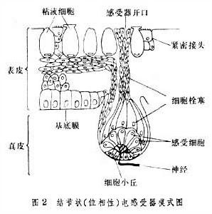 電感受器