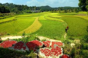 農牧種植業