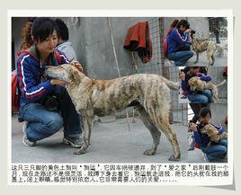 成都市愛之家小動物救助站