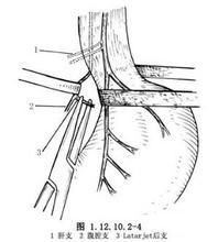 促胃液素瘤