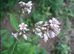 （圖）羅布麻茶