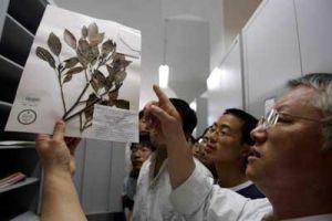 中國科學院植物研究所植物標本館