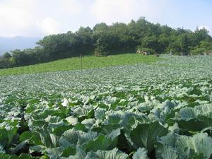 高山蔬菜