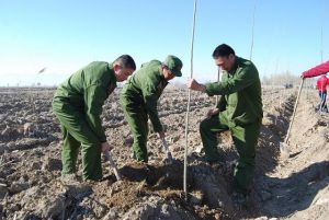 新疆生產建設兵團農四師七十一團