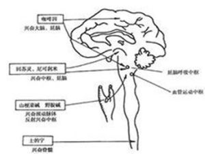 中樞神經興奮劑