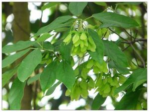 貢山槭（原變種）