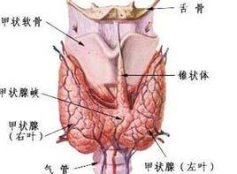 熱結節