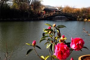 雲南省豐澤源植物園