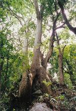 龍灘大峽谷國家森林公園植物