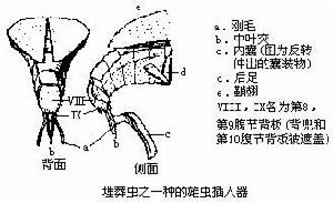 插入器