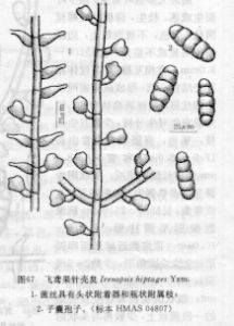 飛鳶果針殼炱