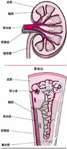 腎的結構