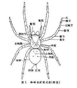 蜘蛛目