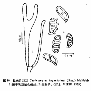 拉氏片段預告耳