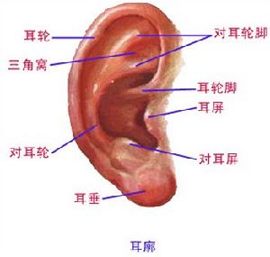 （圖）耳廓