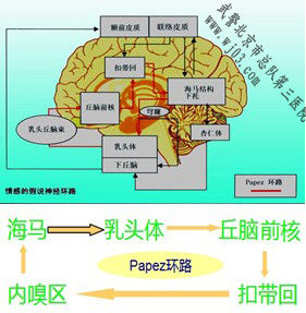 立體定向手術