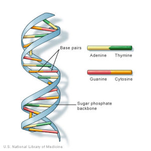 什麼是DNA
