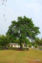 龍背山森林公園