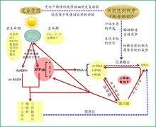 以ATP為核心的遺傳信息的起源