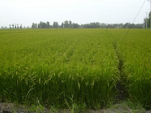 （圖）長勢旺盛期的稻田