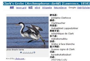 Clark's Grebe (Aechmophorus clarkii) (Lawrence, 1858)