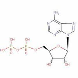 二磷酸腺苷
