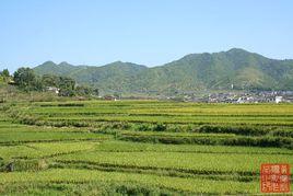 大地村[廣東省梅州市蕉嶺縣藍坊鎮下轄村]