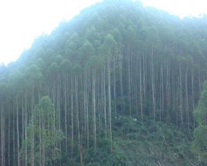 東雷自然村