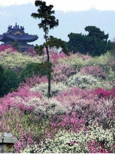 梅花園