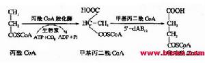 甲基丙二酸尿症