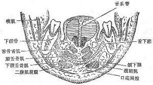 口底間隙的解剖位置