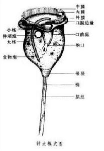 鍾蟲