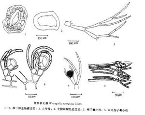 錐狀軟毛藻