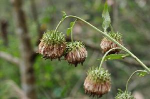 三角葉風毛菊