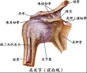 肩關節脫位示意圖